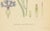 Carl Lindman, Cornflower Botanical Study, Centaurea Cyanus, 1905, Paper For Sale - Image 6 of 9