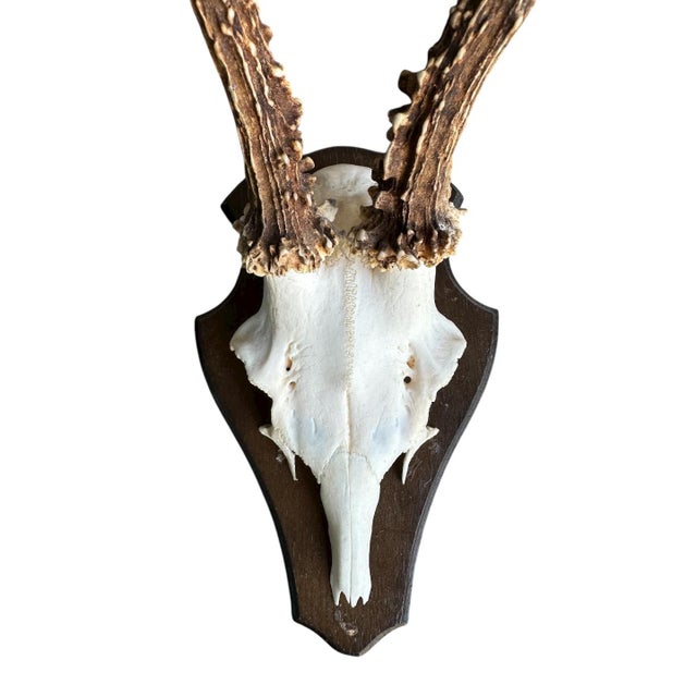 Roe deer trophy mounted on a wooden plauqe.