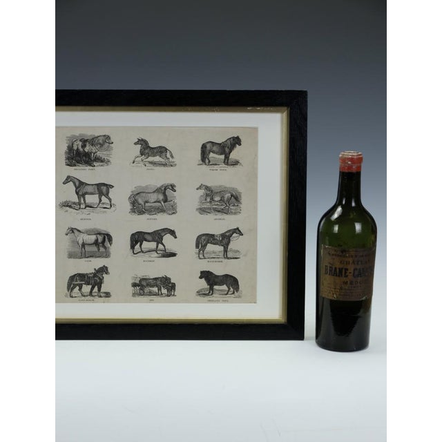 Webb & Millington, The Panorama of Horses, 1850, Engraving For Sale - Image 3 of 18