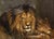 Unknown, Lions, 1945, Oil For Sale