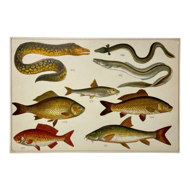 Antique Fish Print From England Featuring Eel, Conger, Murry, Goldfish, Barbel, Gudgeon & Varieties of Carp - Circa 1902 For Sale