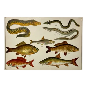 Antique Fish Print From England Featuring Eel, Conger, Murry, Goldfish, Barbel, Gudgeon & Varieties of Carp - Circa 1902