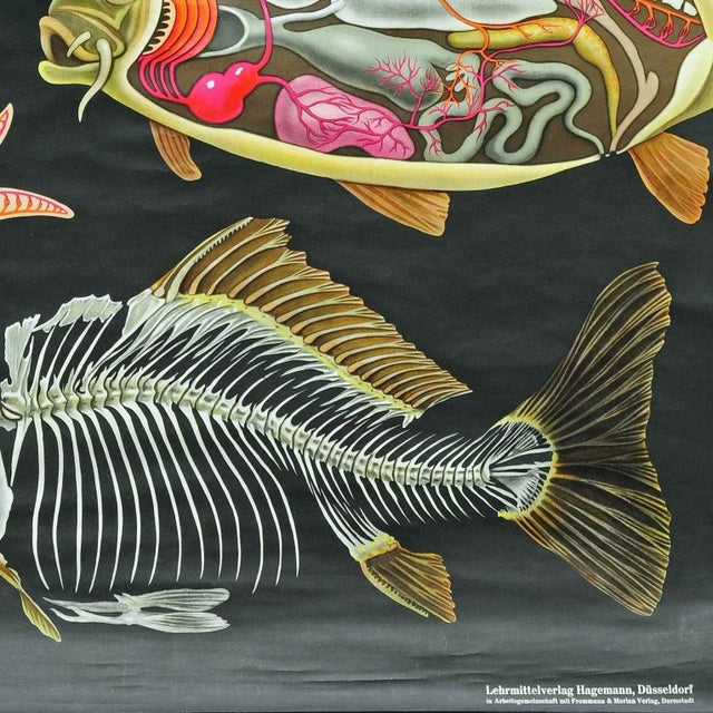 Vintage Biology Animals Carp Maritime Decor School Wall Chart by Jung Koch Quentell For Sale - Image 4 of 6