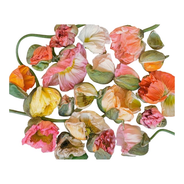 Scattered Bunch Color Pastel Poppies For Sale