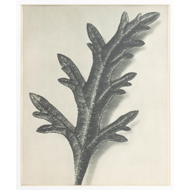 Karl Bossfeldt Urformen Der Kunst Photogravures, 9 For Sale - Image 13 of 16