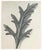 Karl Bossfeldt Urformen Der Kunst Photogravures, 9 For Sale - Image 13 of 16