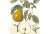 Rustic Late 20th Century Pear & Branch Engraving Print For Sale - Image 3 of 5