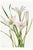 Atamasco Lily, Vintage Botanical Art Print Reproduction by Mary Vaux Walcott, 20" X 30" For Sale