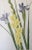 Realism Vintage Original Watercolor Flowers Iris and Gladiolas Janet Delonga For Sale - Image 3 of 8
