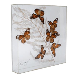 Vintage 1970s Botanical Butterly Taxidermy Acrylic Box Wallhanging For Sale