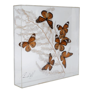 Vintage 1970s Botanical Butterly Taxidermy Acrylic Box Wallhanging