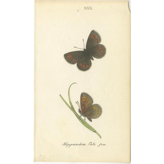 William Home Lizars, Cabinet-Size Butterfly Jewel-Tone Species, 1835, Engravings, Set of 6 For Sale - Image 6 of 9