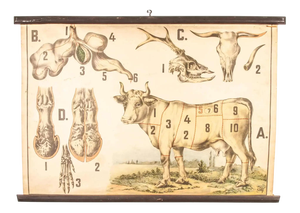 Vintage Educational Butchering Chart, Former Czechoslovakia, Early 20th Century
