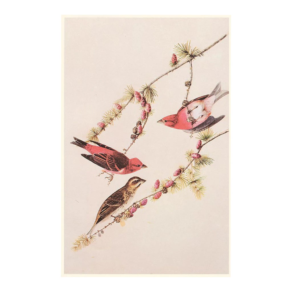 A Charm of Finches 版画 アート 💫🐤 A Charm of Finches