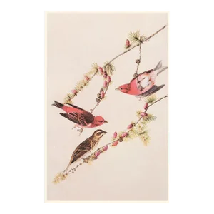 1966 Purple Finch by Audubon, Cottage Reproduction Print
