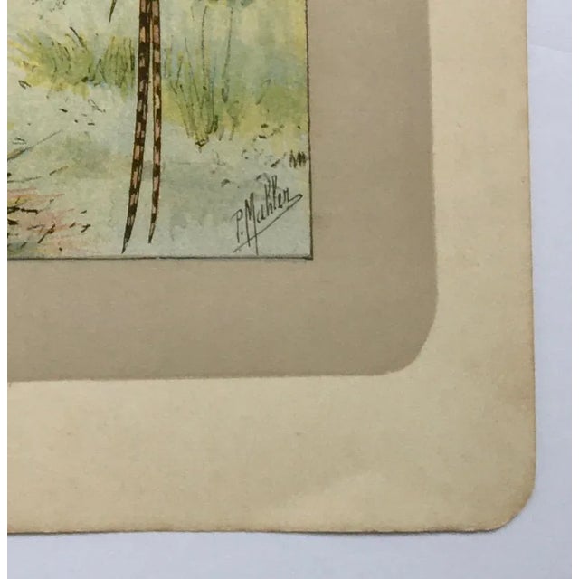 This handsome photogravure printed page is illustrated by P. Mahler, a German artist. The subject is a Reeves Pheasant...