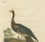 Goldfuss, Horned Screamer, 1824, Paper For Sale - Image 3 of 5