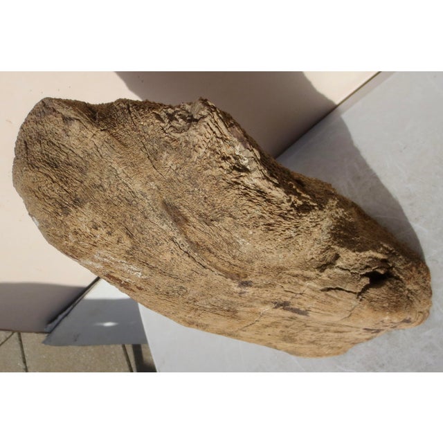 Auburn Large Petrified Wood Log For Sale - Image 8 of 13