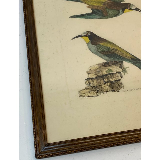 Prideaux John Selby "Bee Eaters European M&f" Hand Colored Etching C.1820s For Sale - Image 4 of 12
