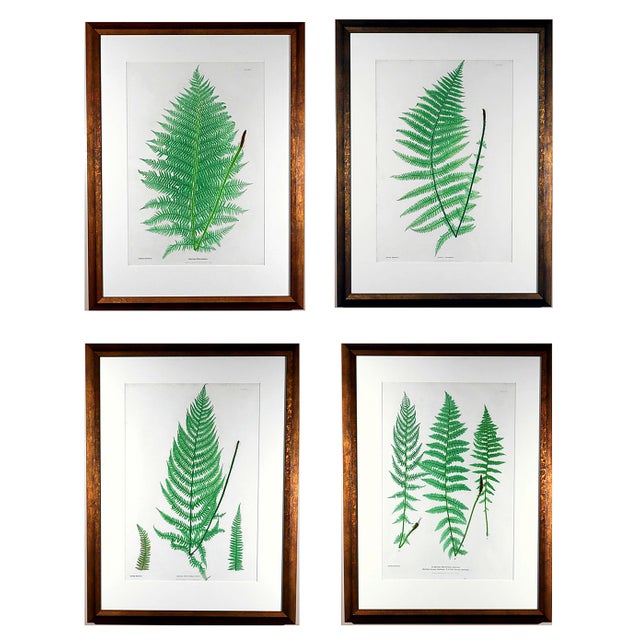 Henry Bradbury Nature-Printed Fern Botanical Prints, Set of Four, Framed For Sale - Image 18 of 18