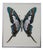 Mihele Astolfi, Blue Butterfly, 2000s, Mixed Media, Framed For Sale
