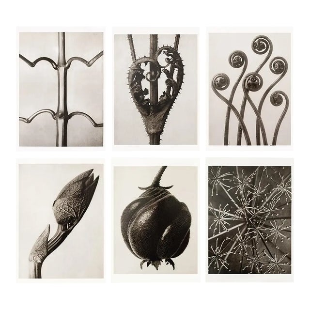 1995 Set of 6 Posters After Karl Blossfeldt's Photogravures, First Edition For Sale