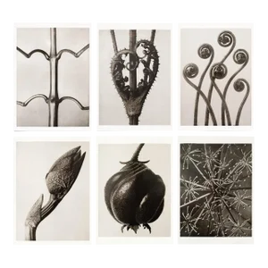1995 Set of 6 Posters After Karl Blossfeldt's Photogravures, First Edition