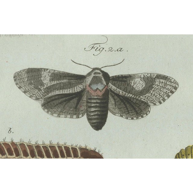 Bertuch, Three Moths and Metamorphosis, 1800, Engraving For Sale - Image 10 of 11