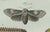 Bertuch, Three Moths and Metamorphosis, 1800, Engraving For Sale - Image 10 of 11