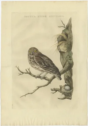 Noctua Minor Aucuparia, 1770, Paper