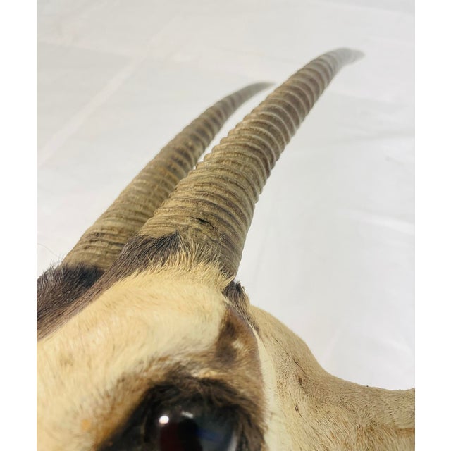 Vintage Mounted Antelope Taxidermy Wall Mount With Long Horns, Estate Find For Sale - Image 14 of 18