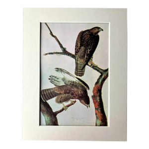Vintage John James Audubon Matted Print, 1966: Harlan's Hawk