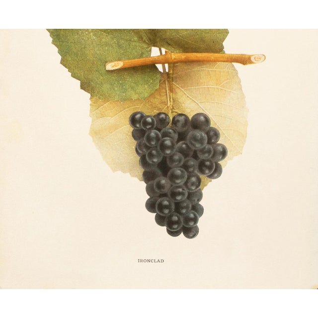 1900s U. P. Hedrick, Original Antique Photogravure of Ironclad Grapes For Sale - Image 4 of 7
