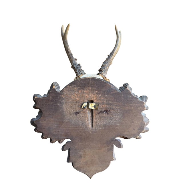 1900 - 1909 Roe Deer Trophy 226 Black Forest Antlers For Sale - Image 5 of 5