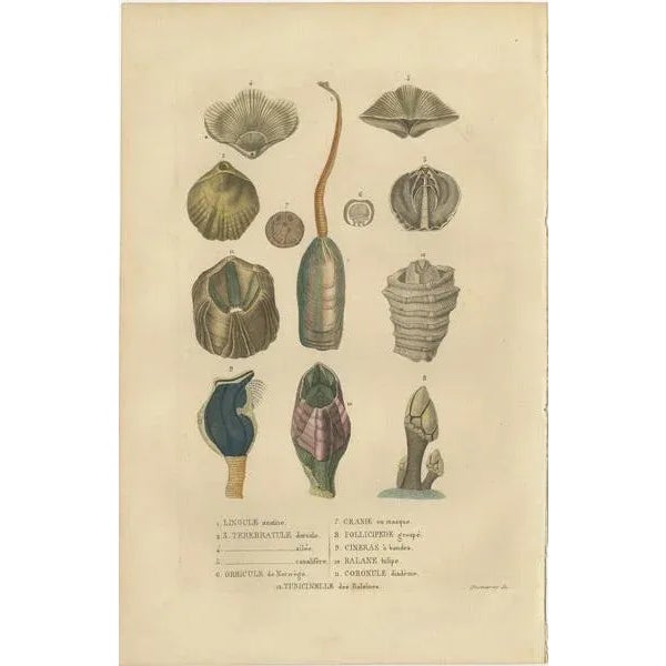 The illustration, an original hand-colored engraving, features a collection of shells and marine organisms, likely from...