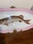 Ceramic Antique Fish Platter ServeWare . Victorian Porcelain Fish Platter With a Hand-Painted Muskellunge, Circa 1891. 24.5” For Sale - Image 7 of 12