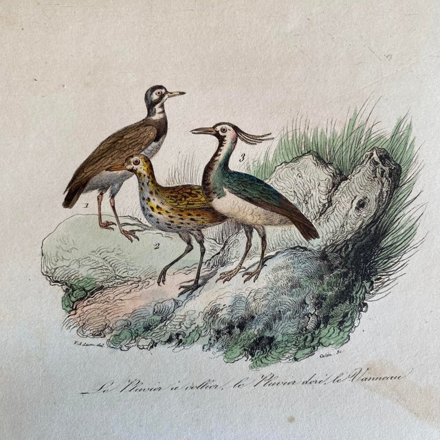 Super high quality in this lovely historical French 18th Century bird engraving! Signed V. Adam del and Colin...