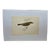 Antique Hand Colored Bird Print From England Featuring a Chief Chaff - Circa 1888 For Sale