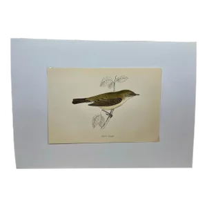 Antique Hand Colored Bird Print From England Featuring a Chief Chaff - Circa 1888