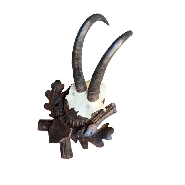 Cabin Chamois Trophy 222 Goat Horns Blakc Forest Mount For Sale - Image 3 of 5