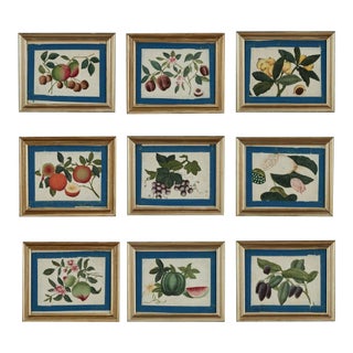 Set of Nine Antique Chinese Botanical Fruit Paintings on Pith Paper For Sale