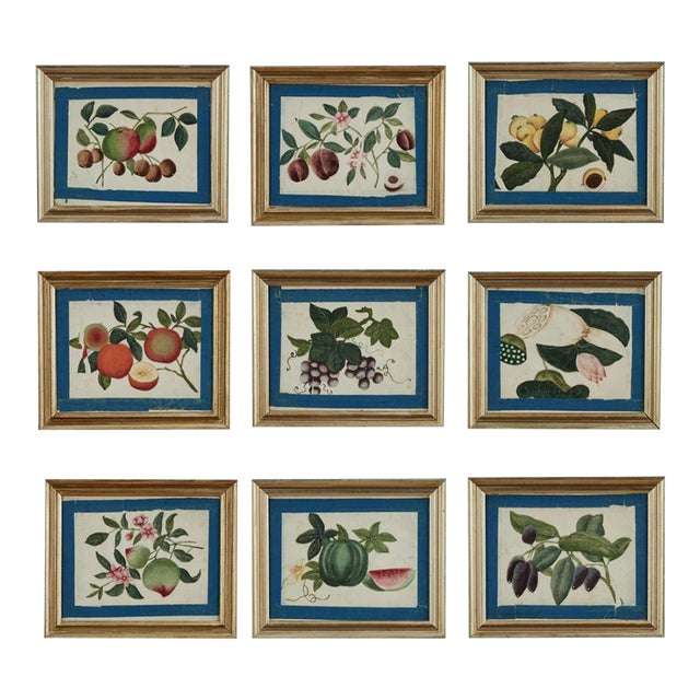 Set of Nine Antique Chinese Botanical Fruit Paintings on Pith Paper For Sale