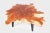 Hand constructed from lychee wood, the top of this coffee table is hand sanded and polished to show its natural lines and...