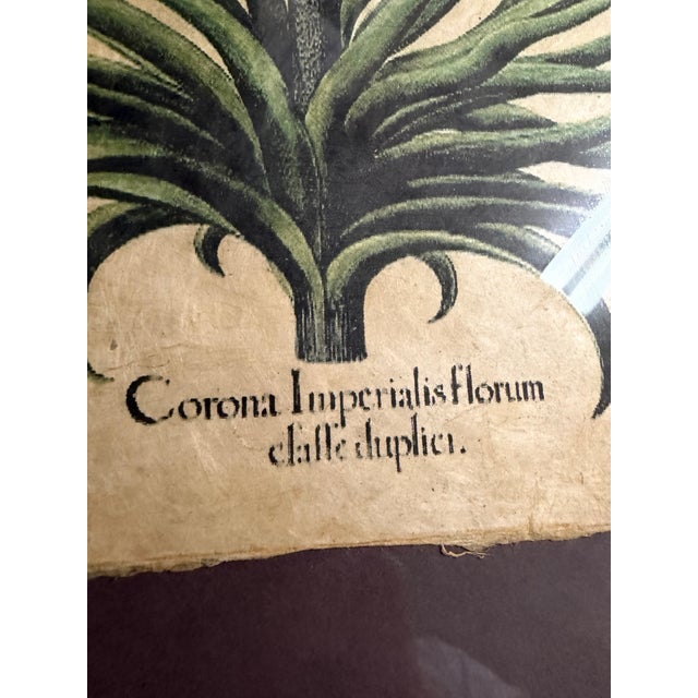 Illustration German Apothecary and Botanist Basilius Besler 18th Century For Sale - Image 3 of 6