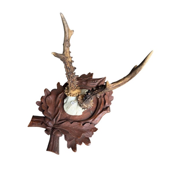 Roe deer trophy on carved wood plaque with oak leaves and acorns.