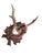 Roe deer trophy on carved wood plaque with oak leaves and acorns.