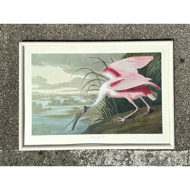 Vintage Audubon Print of Pink Spoonbill For Sale - Image 10 of 12