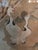 1930s Antique Chinese Painting in a Pre Mid Century Frame For Sale - Image 5 of 12
