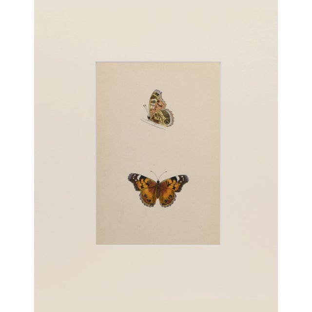 Hand colored butterfly lithograph showing different stages and sexes of a butterfly species from caterpillar to chrysalis...