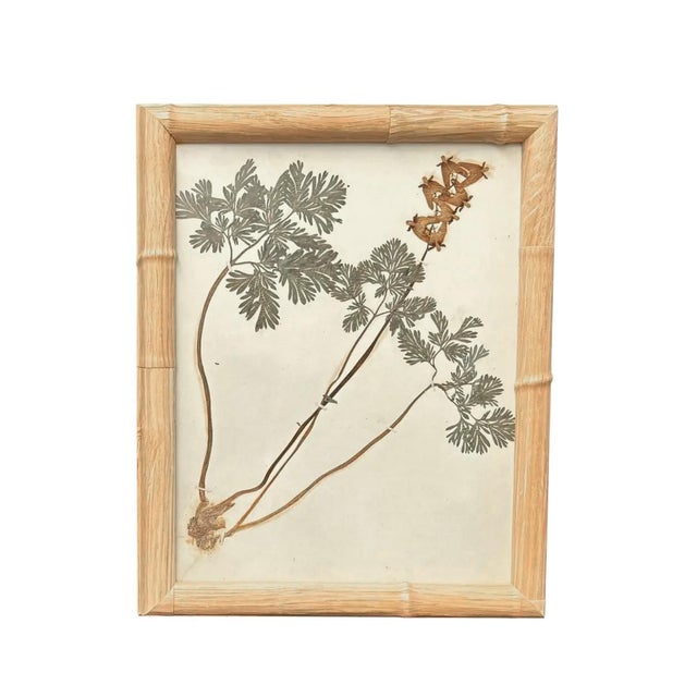 1893 Herbarium Botanical Specimens, Set of 12 For Sale - Image 10 of 18